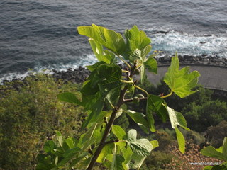 nta Maria la Scala-13-11-2012 08-34-28